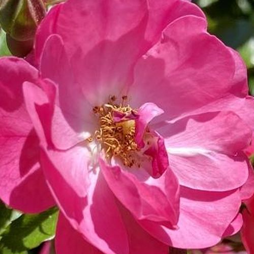Trandafiri online - Roz - trandafir pentru straturi Floribunda - trandafir cu parfum discret - Rosa Bobbie James - W. Kordes’ Söhne® - ,-